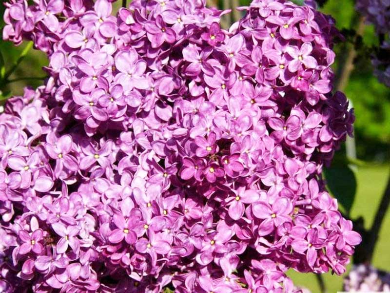 Сирень обыкновенная 'Зорька Венера' (розово - фиолетовая)