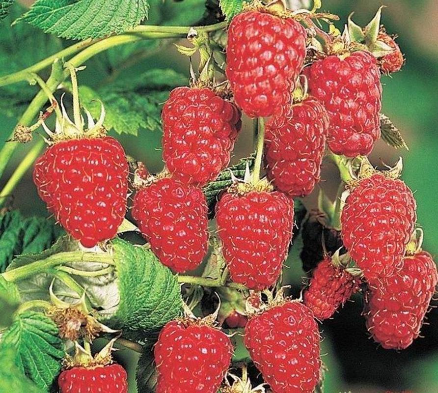 Малина 'Карамелька'