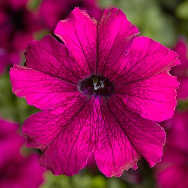 Петуния (сурфиния) гибридная 'Тритуния Бургунди' (бургунди)