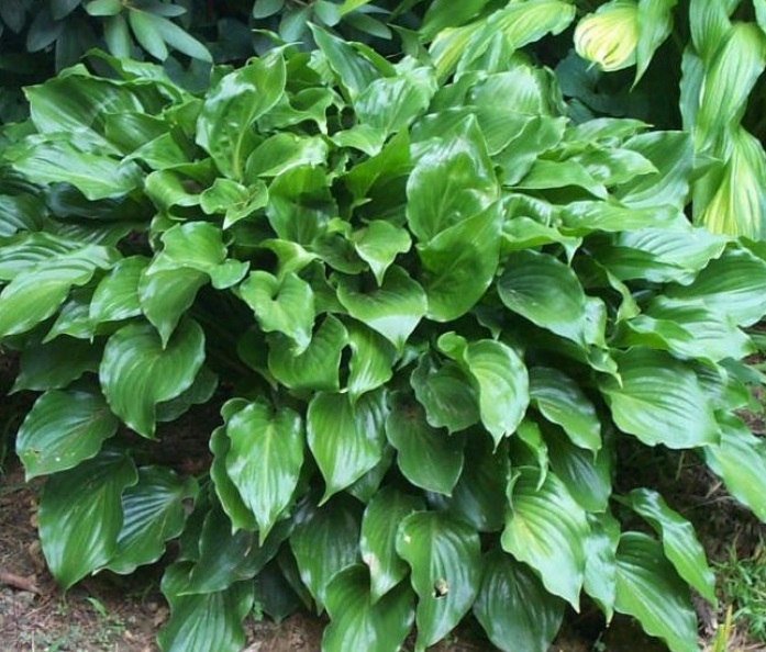 Хоста гибридная (вздутая, волнистая) 'Инвинсибл'