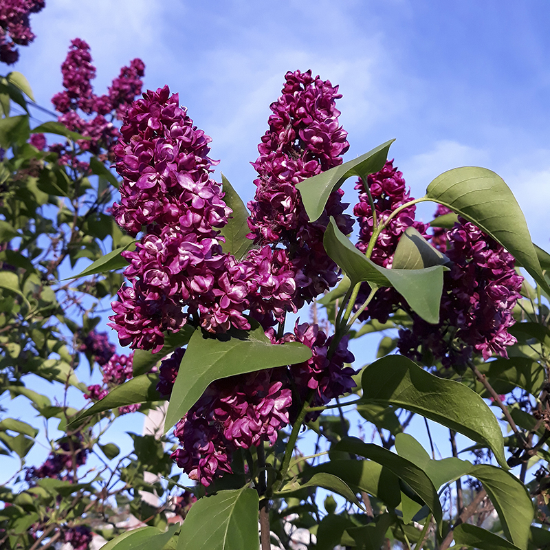 Сирень обыкновенная 'Миссис Эдвард Хардинг' (лилово - розовая)