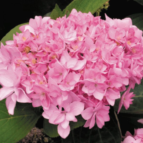 Гортензия крупнолистная 'Файервокс Джомари Пинк'