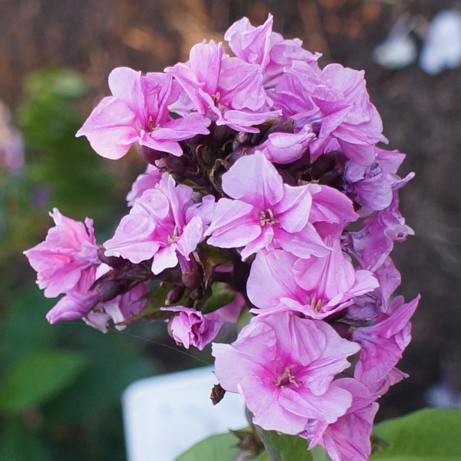 Флокс метельчатый 'Зенобия'