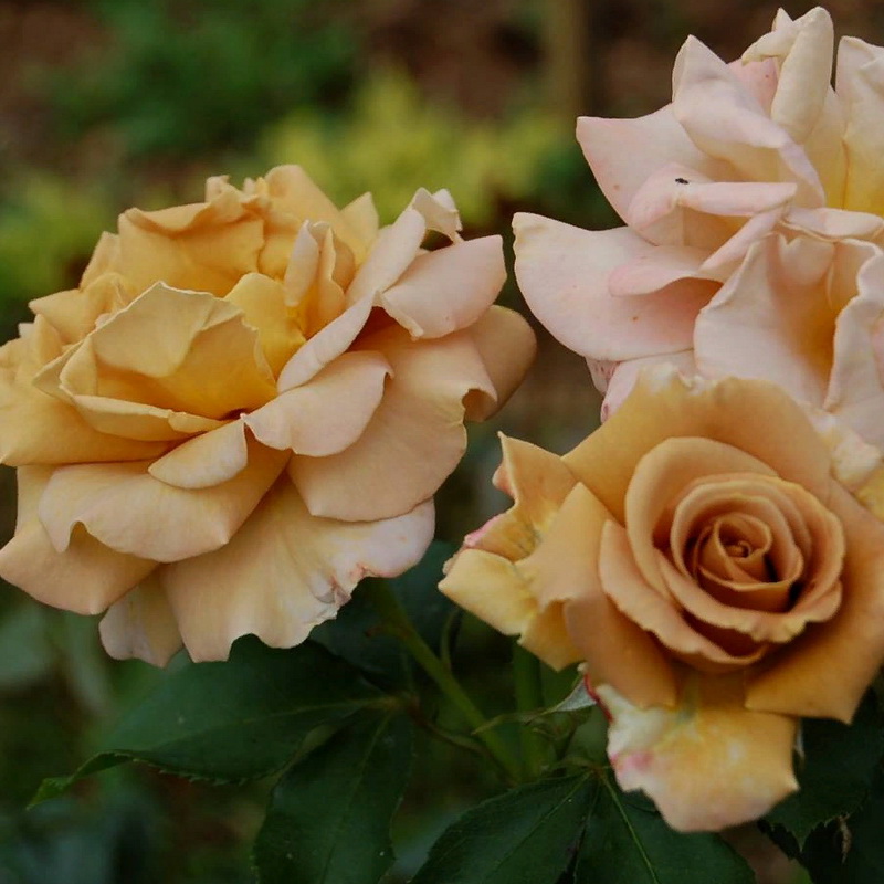 Роза 'Хани Дижон' (чайно-гибридная) (желточно - персиковая)