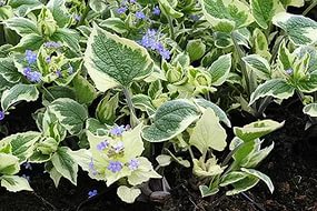 Бруннера крупнолистная 'Доусонз Вайт'