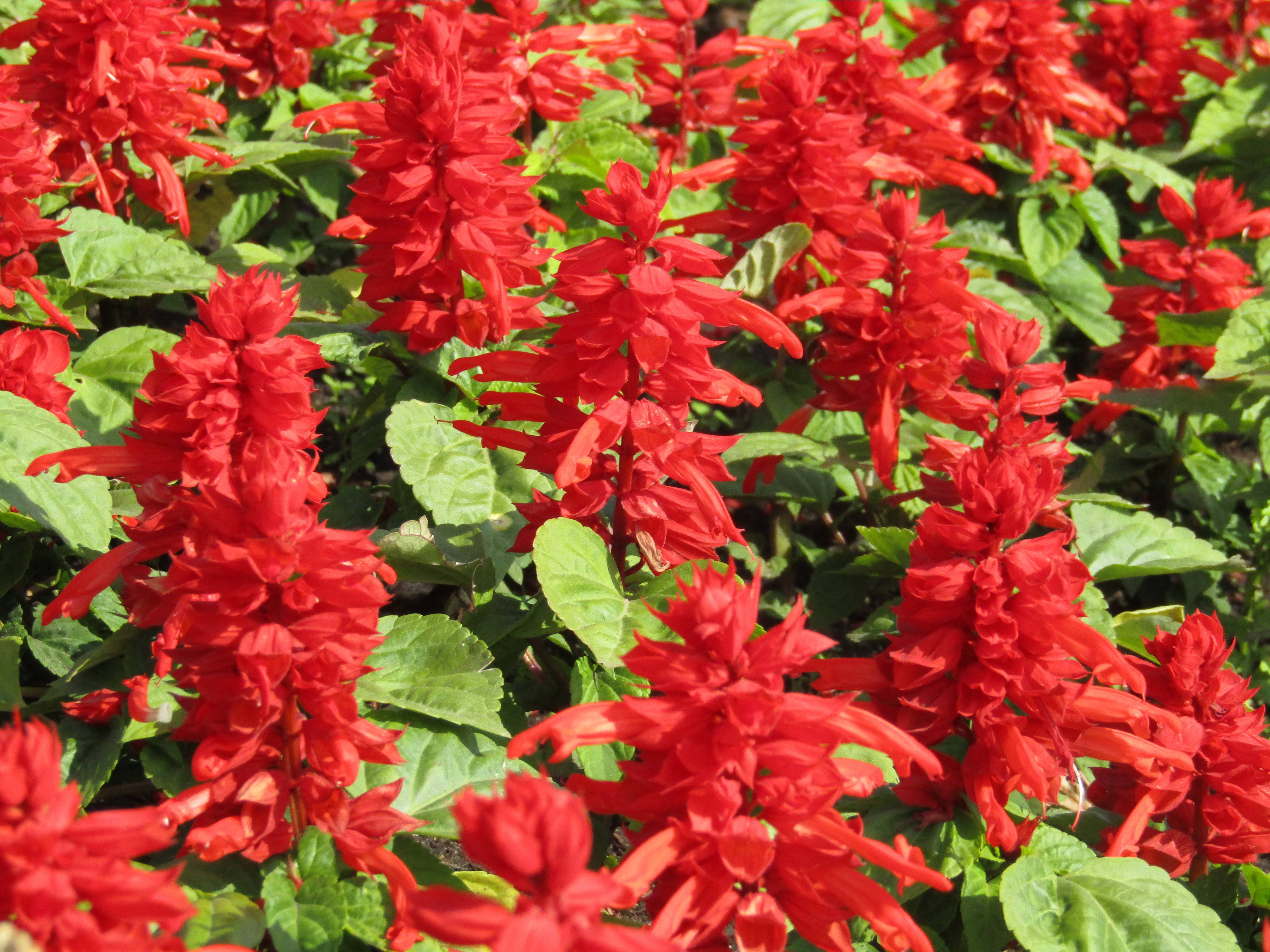 Сальвия блестящая 'Редди Брайт Ред' (красный)