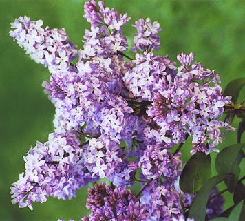 Сирень гиацинтоцветная 'Лавандовая Леди' (лилово - голубая)