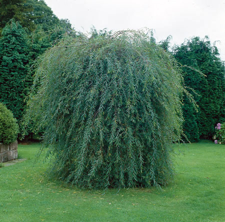 Ива пурпурная 'Пендула'