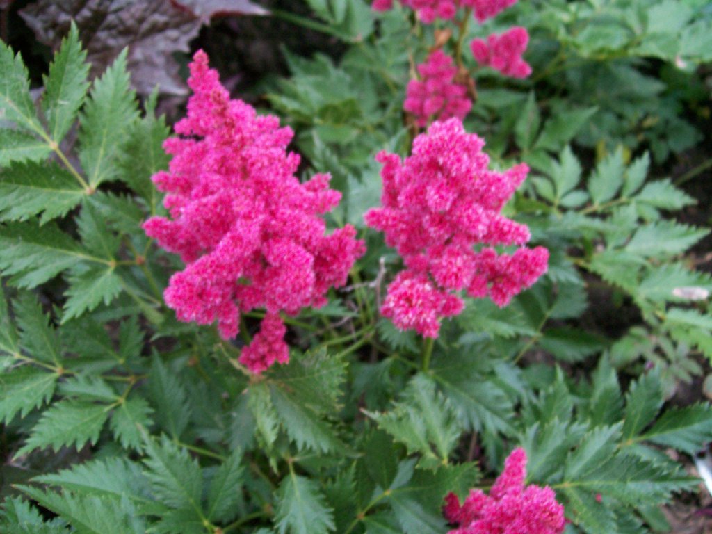 Астильба японская 'Келн' (розовая)