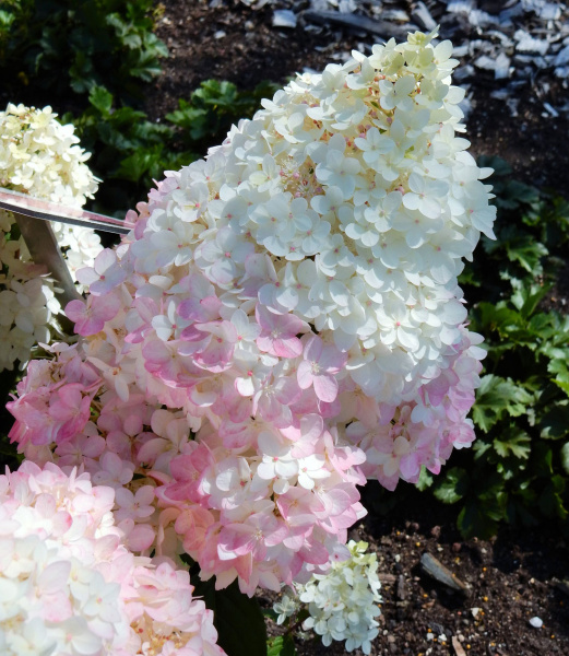 Гортензия метельчатая 'Меджикал Андес'