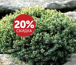 Июльские скидки 2017 на декоративные растения!