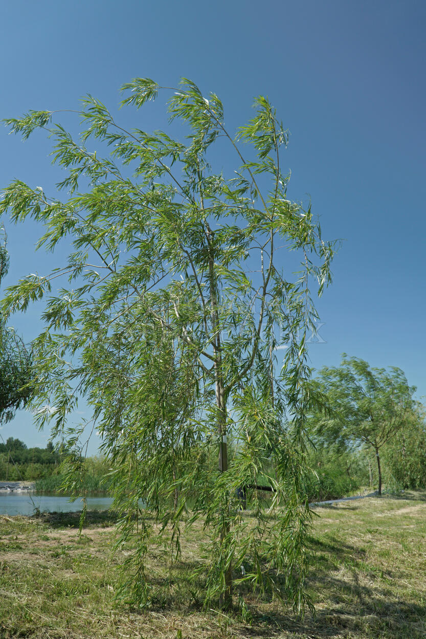 Ива 'Уникальная'