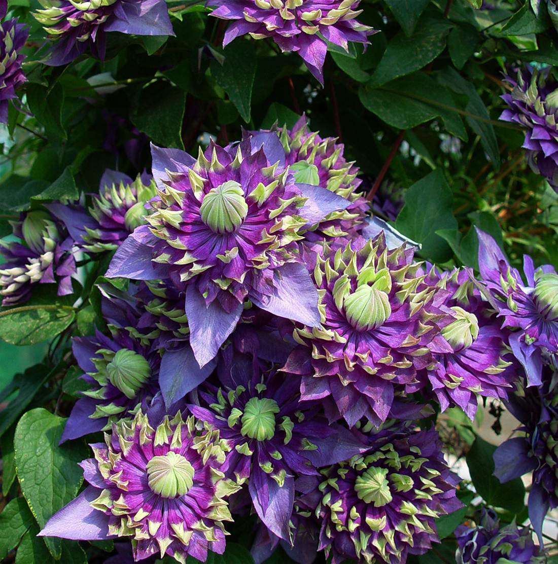 Клематис 'Тайга'