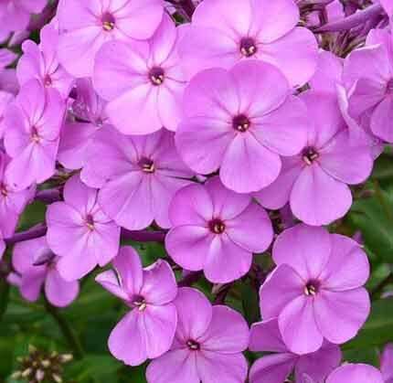 Флокс метельчатый 'Кул Бест'