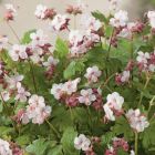 Герань крупнокорневищная 'Шпессарт'