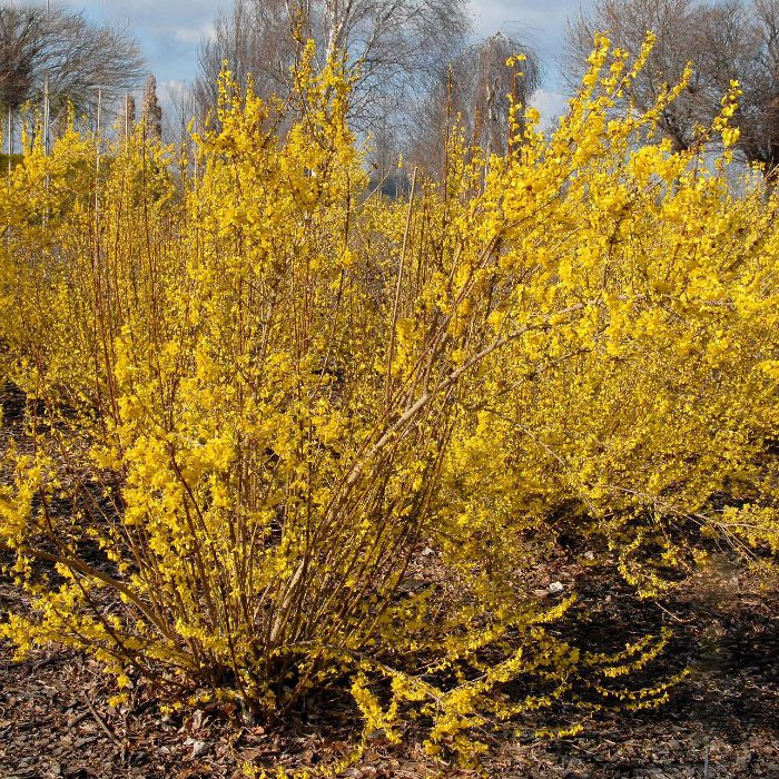 Форзиция промежуточная (средняя) 'Миниголд'