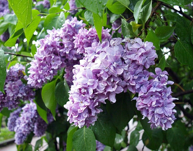 Сирень обыкновенная 'Максимович' (лилово - голубая)