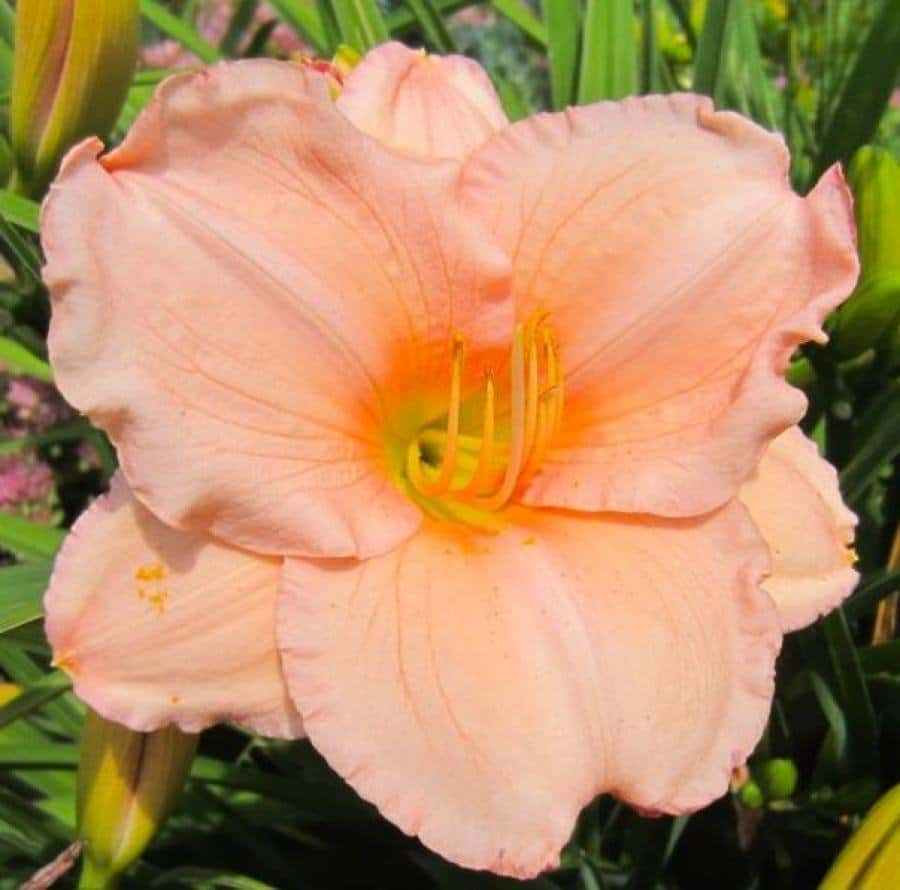 Лилейник гибридный 'Он энд Он'