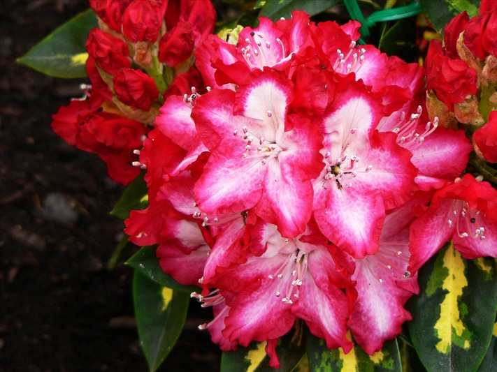 Рододендрон гибридный 'Президент Рузвельт' (красный)