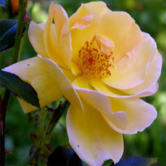 Роза 'Амбер Сан' (почвопокровная, шраб) (желтая)