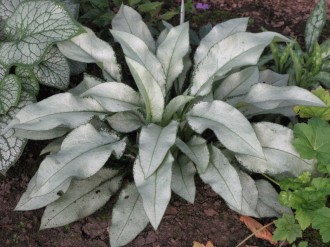 Медуница длиннолистная 'Маджести'