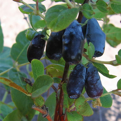 Жимолость съедобная 'Пташка'