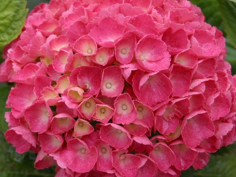 Гортензия крупнолистная 'Ред Барон'