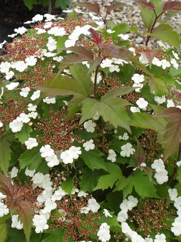 Калина Саржента 'Онондага'