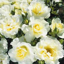 Роза 'Лемон Романтика' (флорибунда) (белая)