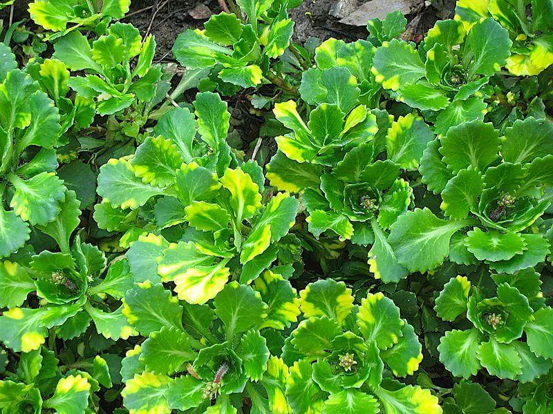 Камнеломка теневая Вариегата