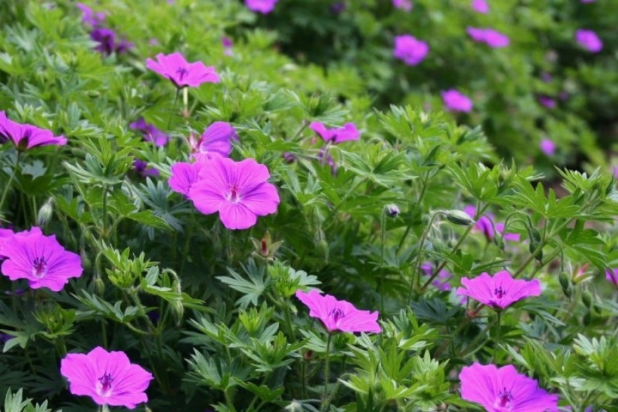 Герань кроваво-красная 'Тайни Монстер'