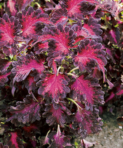 Колеус Блюма 'Драгон Блэк' (темно-красный с пурпурно-черными краями)