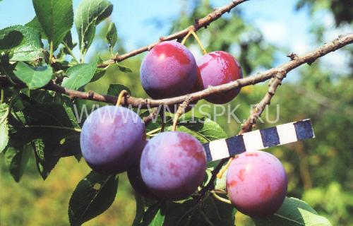 Слива 'Ренклод Курсакова'