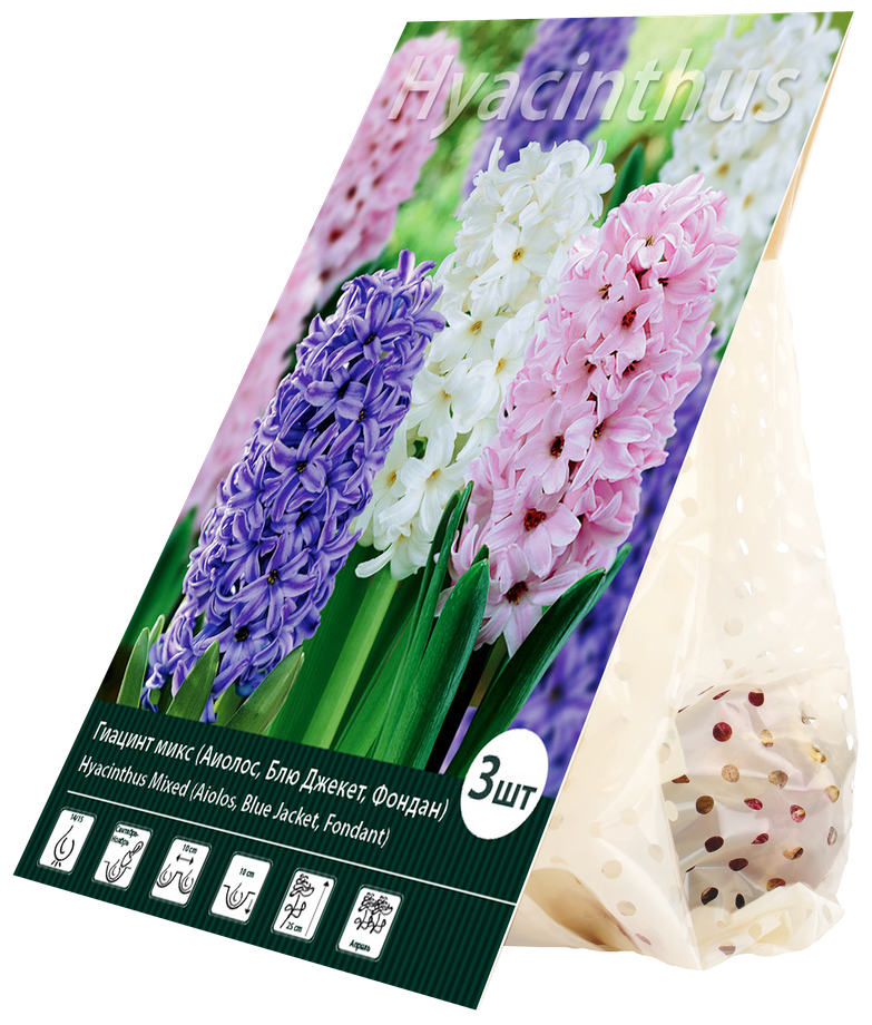 Многолетник Гиацинт