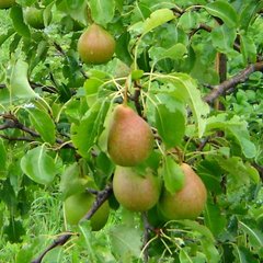 Груша 'Пава'