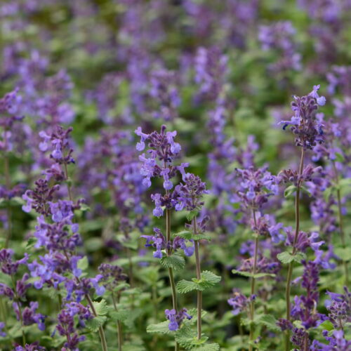 Котовник Фассена 'Селект'