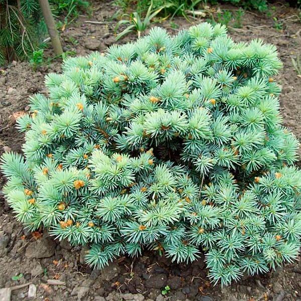 Ель колючая 'Фрида'