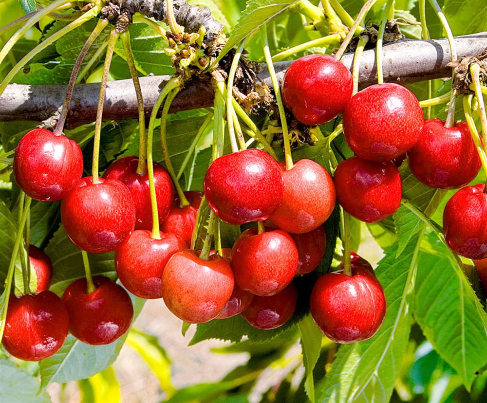 Черешня 'Мичуринка'