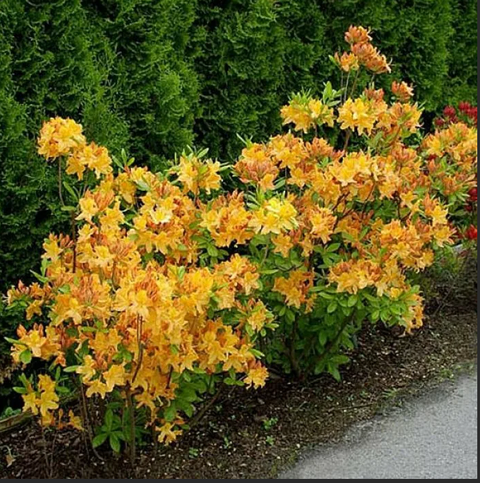 Рододендрон желтый (листопадный) 'Рози Лайтс'