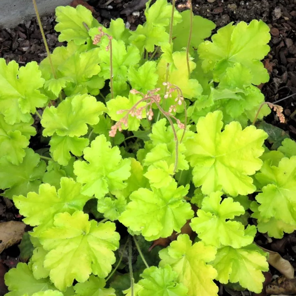 Гейхера 'Хэппи Ауэр Лайм'