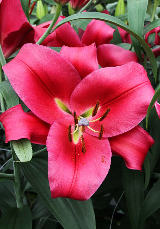 Лилия 'Карбонеро' (темно розовая)