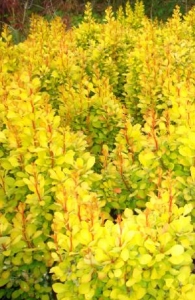 Барбарис Тунберга 'Голден Торч'