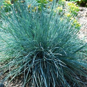 Молиния голубая