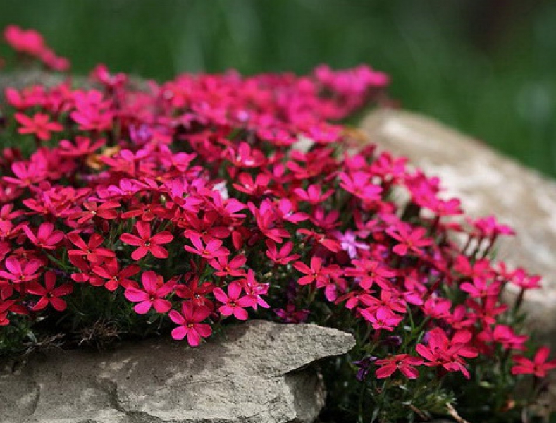 Флокс шиловидный 'Ред Вингз'