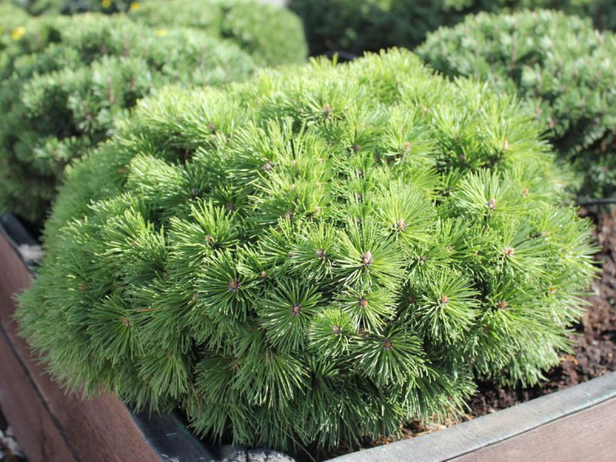 Сосна горная 'Пумоко'