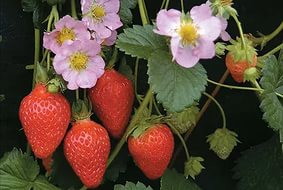 Земляника (клубника) ампельная 'Роман F1' (кашпо)