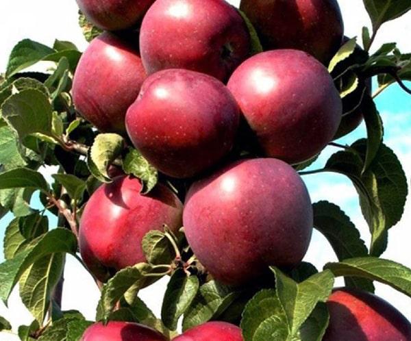 Яблоня колоновидная 'Созвездие'