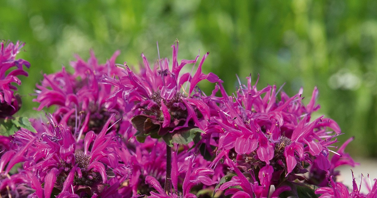Монарда двойчатая (гибридная) 'Мелуа Вайолет'