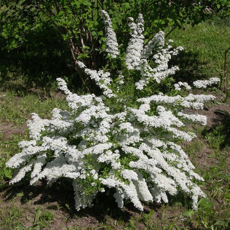 Спирея острозубчиковая 'Аргута'