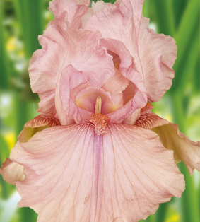 Ирис германский (бородатый) 'Блашинг Пинк'